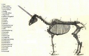 Unicorn skeleton