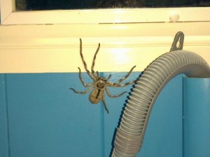 Huntsman spider