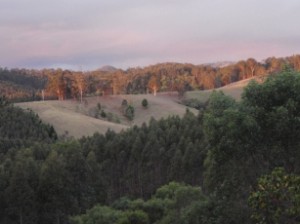 gympie beef and bean farm