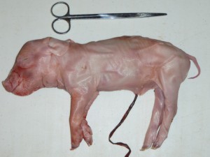 Stillborn piglet external view