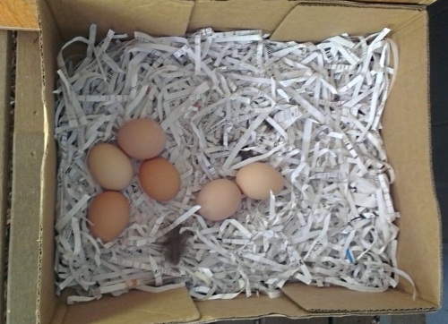 eggs in nest