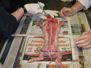 Base of the skull being opened