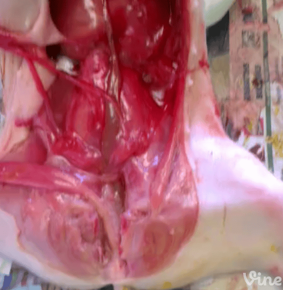 female piglet reproductive system