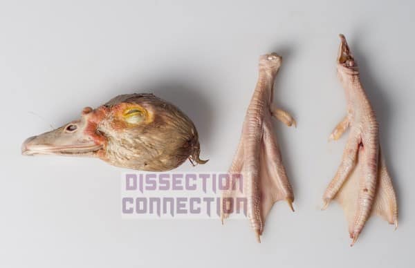 duck head and feet set from Dissection Connection