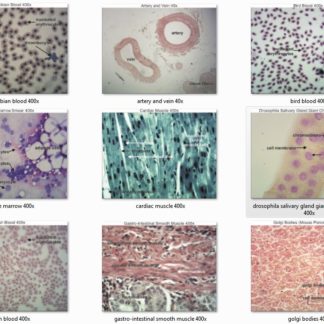 Tracy Ellis Labelled Microslide Images