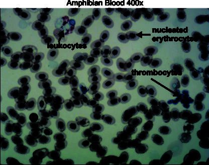 Amphibian blood 400x