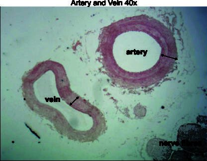 Artery and vein 40x