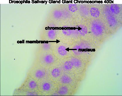 Drosophila salivary gland giant chromosomes 400x