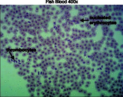 Fish blood 400x