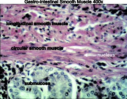 Gastro-intestinal smooth muscle 400x