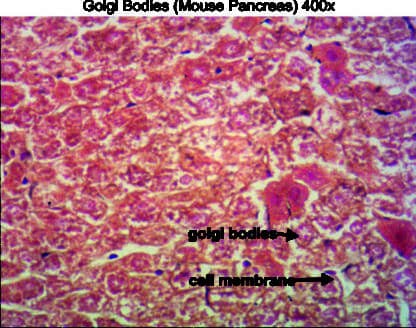 Golgi bodies 400x