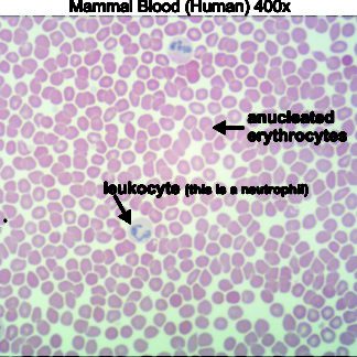 human bloox 400x