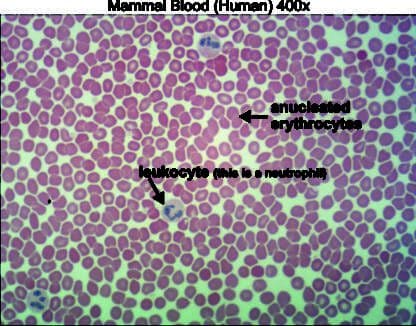 human bloox 400x