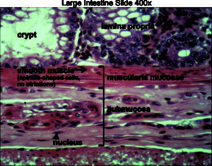 Large intestine 400x