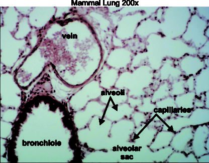 Mammal Lung 200x