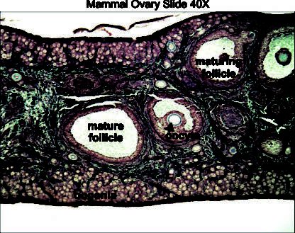 Mammal Ovary 40x