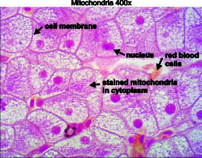 Mitochondria 400x