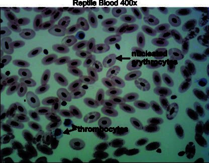 Reptile blood 400x