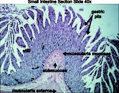 Small intestine 40x