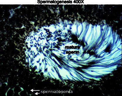 Spermatogenesis 400x