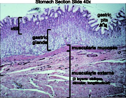 Stomach 40x