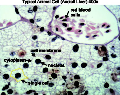 Typical animal cell 400x