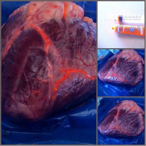 bovine heart with paint injected into the vascular system