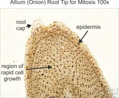 Allium root tip 100x