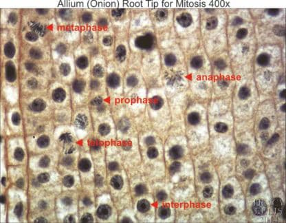 Allium root tip mitosis 400x