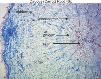 Daucus root 40x