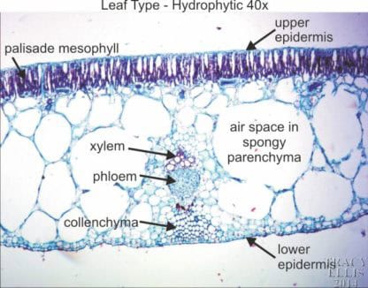 Hydrophytic leaf 40x