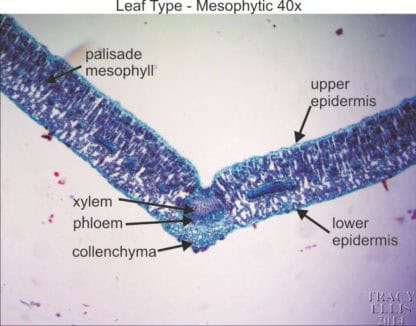 Mesophytic leaf 40x