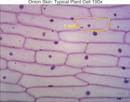 Typical plant cell 100x