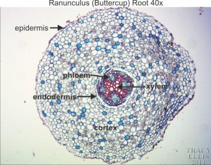 Ranunculus root 40x