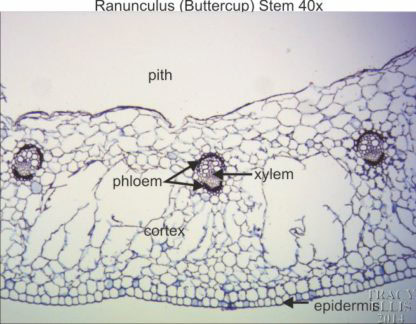 Ranunculus stem 40x