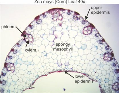 Zea mays leaf 40x