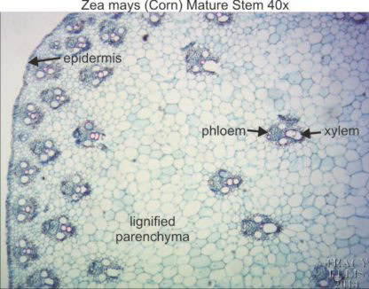 Zea mays mature stem 40x