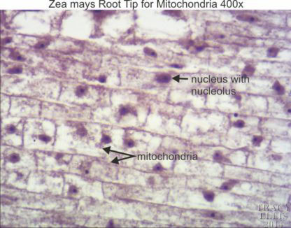 Zea mays root tip mitochondria 400x