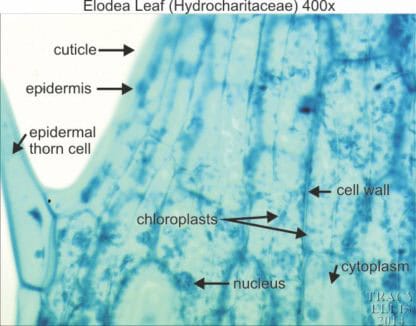 Elodea 400x