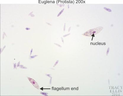 Euglena 200x