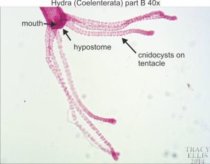 Hydra Part B 40x