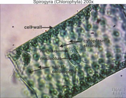 Spirogyra (chlorophyta) 200x