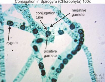 Spirogyra conjugation 100x