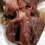 unusual pig heart internal