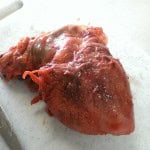 pig heart with unusual morphology