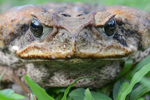 By Geoff Gallice from Gainesville, FL, USA (Cane toad portrait)