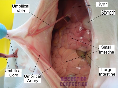 superficial view of abdominal organs, abdominal cavity stillborn piglet at dissection connection