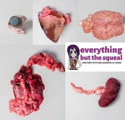 Everything but the squeal heart dissection guide - Image 2